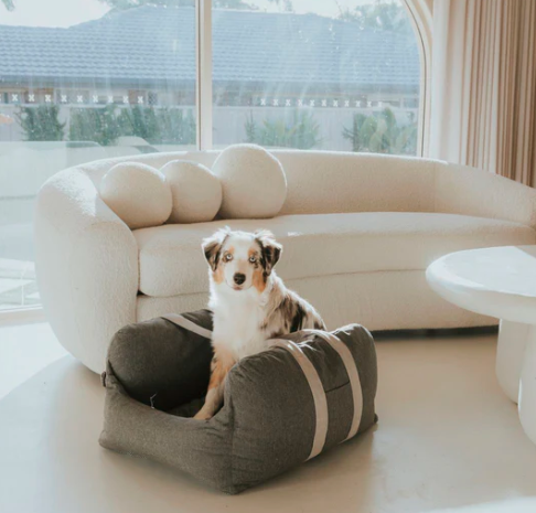 El trono seguro y elegante que tu perro merece en cada viaje